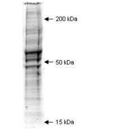 Coomassie stained SDS-PAGE of 20 μL of Mouse Embryonic Fibroblast (MEF) Whole Cell Lysate (Ready-to-Use) separated in a 4-20% gradient gel under non-reducing conditions. Arrows indicate the positions of molecular weight standards.